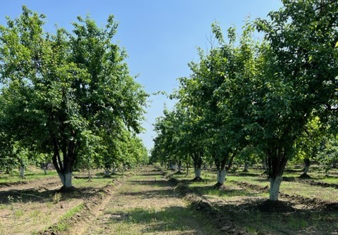 Pear Trees